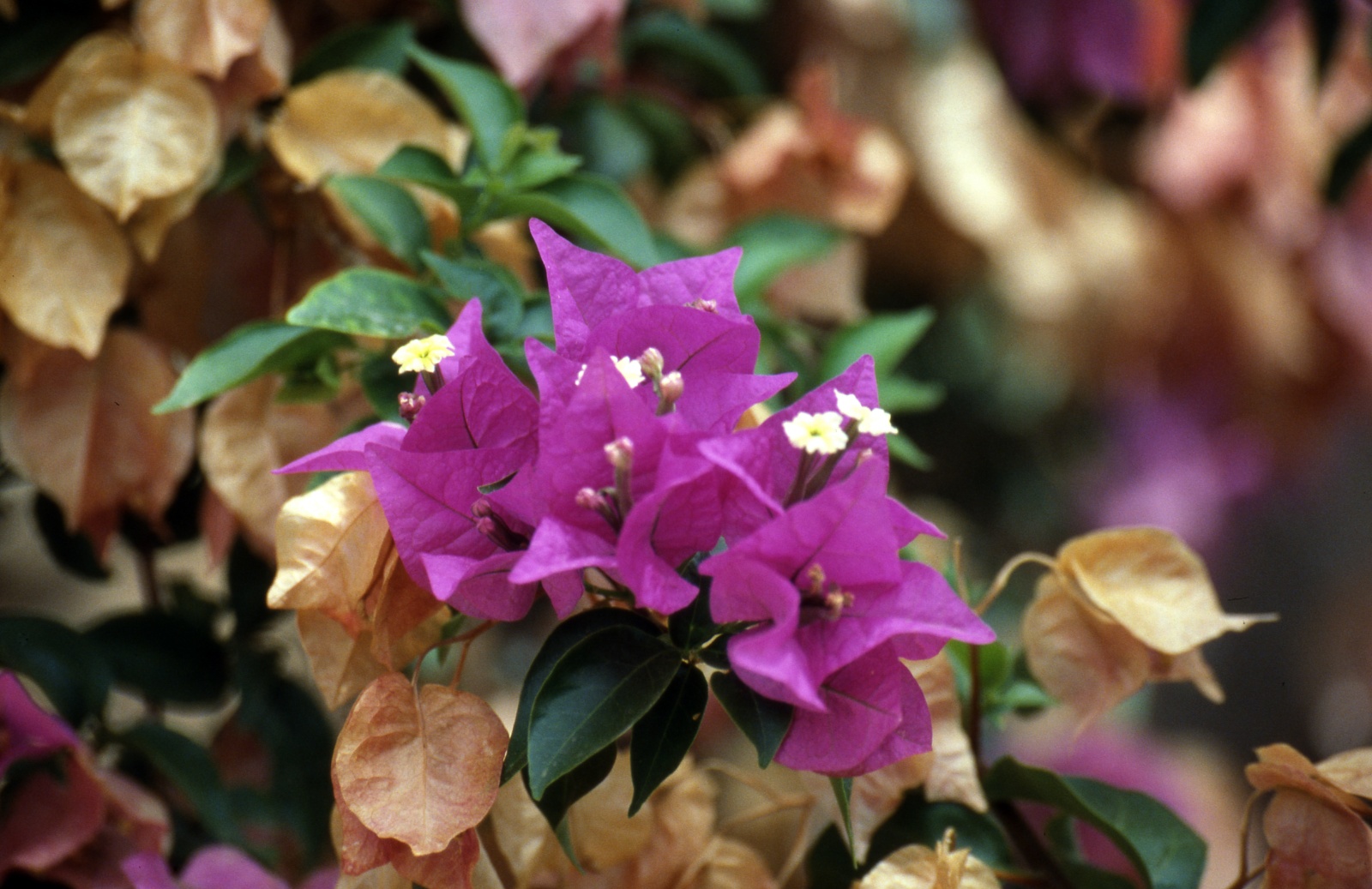 Bouganvillea
